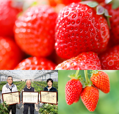 「KURI'S BERRY FARM」の完熟大粒いちご