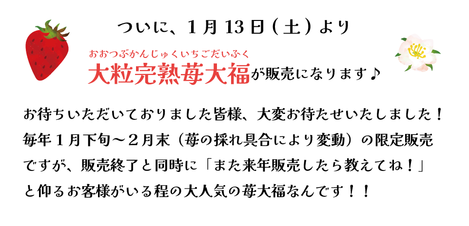 ついに、1月13日(土)より大粒完熟苺大福が販売になります♪
お待ちいただいておりました皆様、大変お待たせいたしました！
毎年1月下旬～２月末（苺の採れ具合により変動）の限定販売
ですが、販売終了と同時に「また来年販売したら教えてね！」
と仰るお客様がいる程の大人気の苺大福なんです！！