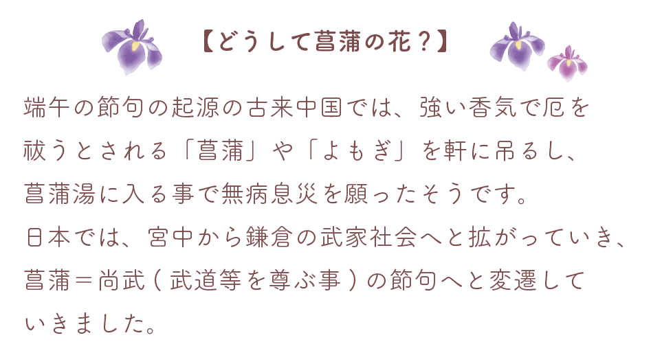 【どうして菖蒲の花？】
端午の節句の起源の古来中国では、強い香気で厄を祓うとされる「菖蒲」や「よもぎ」を軒に吊るし、菖蒲湯に入る事で無病息災を願ったそうです。日本では、宮中から鎌倉の武家社会へと拡がっていき、菖蒲＝尚武（武道等を尊ぶ事）の節句へと変遷していきました。